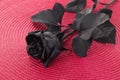 Black rose flower on colored background.