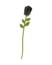 Black Rose isolated. Rare dark flower on white background