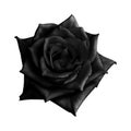 Black rose isolated on white background