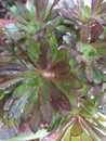 Black rose leaves are usually black, clustered, and terminal on the apexes of bare stems. They look like blooming fireworks Royalty Free Stock Photo