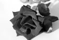 Black Rose