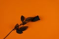 Black rose on orange background Royalty Free Stock Photo