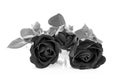 Black rose on over white background Royalty Free Stock Photo