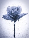 Black Rose on stem with Water Droplets Royalty Free Stock Photo