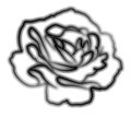 Black rose with a stroke on a white background. Royalty Free Stock Photo