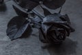 Black rose on a textured background