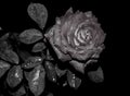 Black Rose Royalty Free Stock Photo