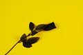 Black rose on yellow background Royalty Free Stock Photo