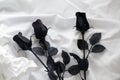 Black Roses On White Bed Sheet Royalty Free Stock Photo