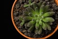 Black rosette echeveria SUCCULENT pot Royalty Free Stock Photo