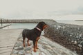 Black rottweiler dog standing on a pier at the beach Royalty Free Stock Photo