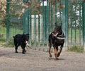 Black Rottweiler Labrador and a Retriever in a running competition at the training