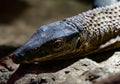 Roughneck lizards head up close