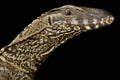 Black roughneck monitor Varanus rudicollis