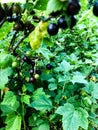 Black, round currant berries hang from the bush. eco products, macro photography. among the green leaves of the bush, currant Royalty Free Stock Photo