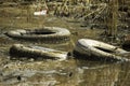 Black round discarded tires from under the car lie at the bottom of a green pond