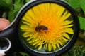 Black round magnifier increases the bee sitting on a yellow dandelion flower