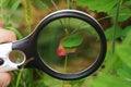 Black round magnifier over a green red leaf of a plant