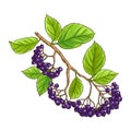 Black Rowan Branch Colored Detailed Illustration