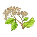 Black Rowan Branch Colored Detailed Illustration