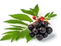 Black rowan with green leaf