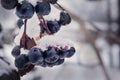 Black rowan in the snow with red juice kapyami Royalty Free Stock Photo