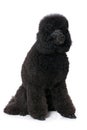 Black royal poodle sitting isolated on white background Royalty Free Stock Photo