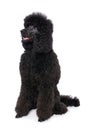 Black royal poodle sitting isolated on white background Royalty Free Stock Photo