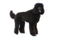 Black royal poodle standing isolated on white background Royalty Free Stock Photo