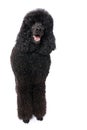 Black royal poodle standing isolated on white background Royalty Free Stock Photo