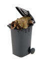 black rubbish bin with organic waste Royalty Free Stock Photo