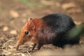 Black and rufous elephant shrew Royalty Free Stock Photo