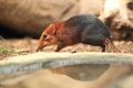 Black and rufous elephant shrew