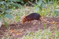 Black and Rufous Elephant Shrew