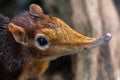 Black and Rufous Elephant Shrew