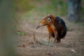 Black and rufous elephant shrew -Rhynchocyon petersi or sengi or Zanj elephant shrew, found only in Africa, native to the lowland