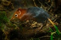 Black and rufous elephant shrew, Rhynchocyon petersi, small cute animal with long muzzle and long bare tail. Sengi in the nature