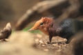 Black and rufous sengi