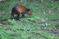 Black-rumped agouti