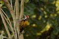 black-rumped flameback, also known as the lesser golden-backed woodpecker or lesser goldenbac Royalty Free Stock Photo