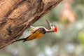 Black-rumped flameback woodpecker. Royalty Free Stock Photo