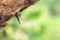 Black-rumped flameback woodpecker. Royalty Free Stock Photo