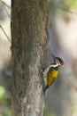 Black-rumped flameback bird in Nepal