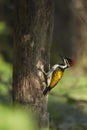 Black-rumped flameback bird in Nepal