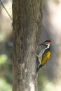 Black-rumped flameback bird in Nepal