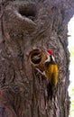 golden-backed woodpecker feeding hatchling in the nest Royalty Free Stock Photo