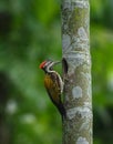 Black-rumped flameback Royalty Free Stock Photo