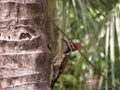 Black rumped flameback woodpecker perching on a tree, stock photo.(Selective focus)