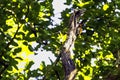 Black-rumped flameback, golden-backed woodpecker or lesser goldenback in Jim Corbett National Park Royalty Free Stock Photo