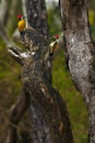 The black-rumped flameback (Dinopium benghalense), also known as the lesser golden-backed woodpecker. Royalty Free Stock Photo